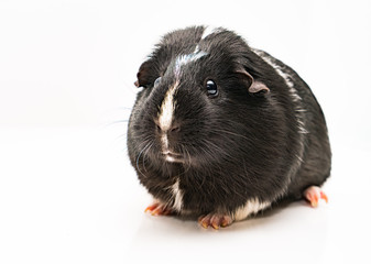 BLACK GUINEA PIG 2
