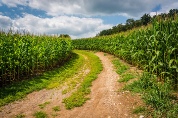 Fototapeta na wymiar Dirt road and corn field in rural Carroll County, Maryland.