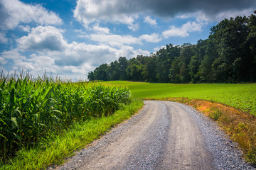 Dirt road and corn field in rural Carroll County, Maryland.