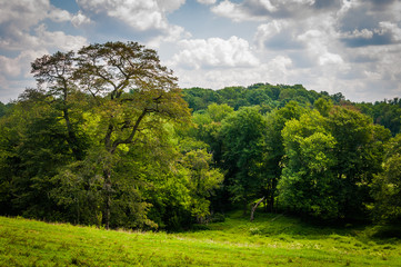 Field and trees in rural Baltimore County, Maryland.