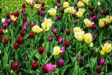 Tulips