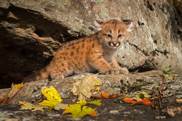 Female Cougar Kitten (Puma concolor) on Rock Ledge