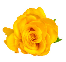 Yellow rose  isolated on white