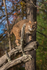 Bobcat (Lynx rufus) Glares Out From Branch