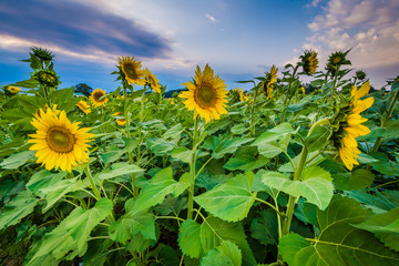 Sunflower field at sunset in Jarrettsville, Maryland.
