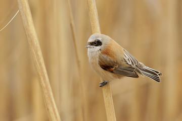 Ремез. © reznik_ov