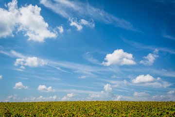 Sunflower field in Jarrettsville, Maryland.