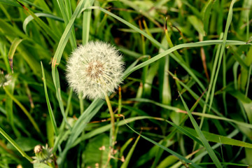 Dandelion across a fresh green background