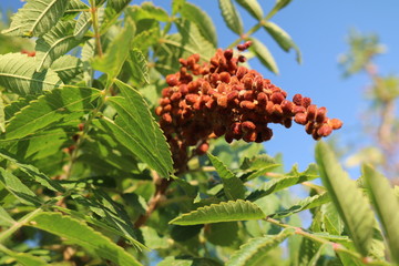 Sumac tanning (Rhus coriaria) deciduous tree or shrub