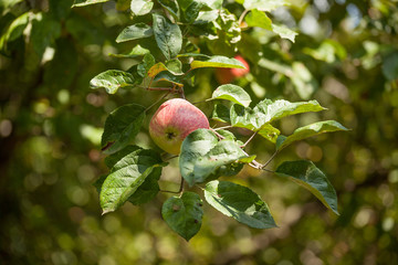 Apple branch