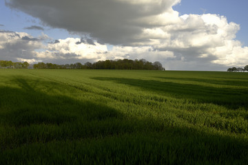 Fototapeta na wymiar Landschaft mit Wiese und Wolken im Sommer