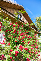 Fototapeta na wymiar Flowers roses on the facade of an old wooden house in village. R