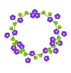Autumn colorful morning glory flowers isolated on white backgrou