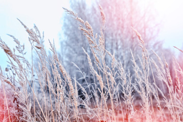 Snow-covered grass on a background of a winter landscape