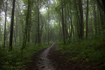 The path in a green forest in foggy weather