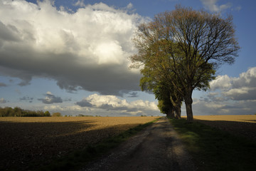 Fototapeta na wymiar Feldweg mit Bäumen im Sommer