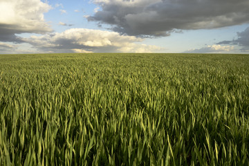 Grünes Feld im Sommer mit Wolkenhimmel