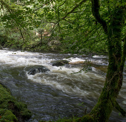 Fototapeta premium Rapids