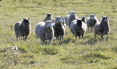 White sheep running on a meadow in the morning light