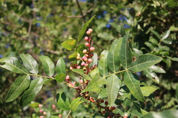 Fototapeta premium Pistachio, wild, Kevovoe tree, turpentine tree, False lignum vitae (Pistacia atlantica subsp. Mutica)