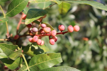 Pistachio, wild, Kevovoe tree, turpentine tree, False lignum vitae (Pistacia atlantica subsp. Mutica)