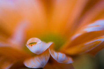 Orange and Yellow Flower of Nature Earth