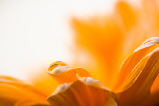 Orange and Yellow Flower of Nature Earth