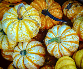 Orange Gourds