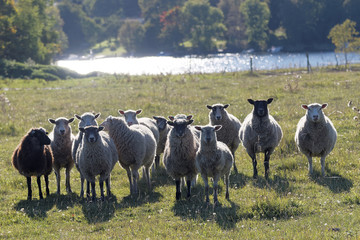Flock of sheep on a meadow and a lake in the background