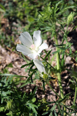 White Flower