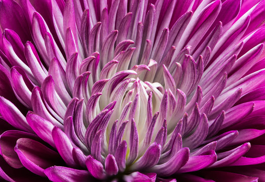 Flower of Nature Earth