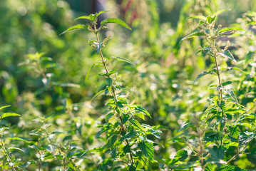Fototapeta premium Stinging nettle (urtica dioica) growing at the meadow on the sunset. Natural plant using for medicine and beauty