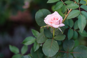 Tea roses on the green background in the garden. Macro