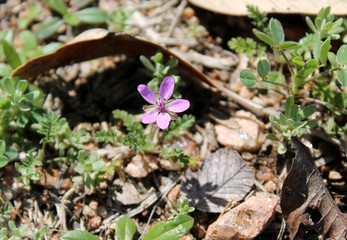 Purple Flower Full Color