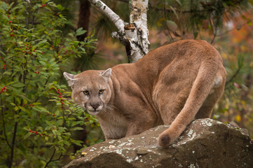 Naklejka na ściany i meble Adult Male Cougar (Puma concolor) Turns Behind Rock