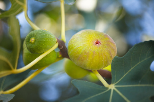 Fresh green Common figs on the branch. Ficus carica.