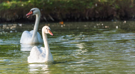 Fototapeta premium Mating pair of young white Mute swans (Cygnus Olor) swim gracefully around in morning sunlight in a woodland pond. 