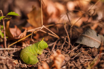 big green caterpillar on the ground