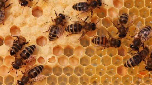 Bees feed the larvae.
The cells are the larvae of bees future. Adult bees feed them
