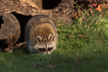 Raccoon (Procyon lotor) Walks Forward