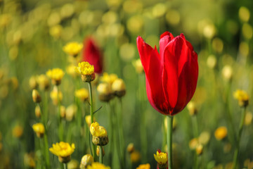 Red tulips
