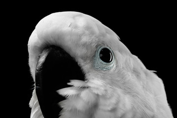 Close-up Crested Cockatoo White alba, Umbrella, Funny Looking in Camera, Indonesia, isolated on Black Background © seregraff