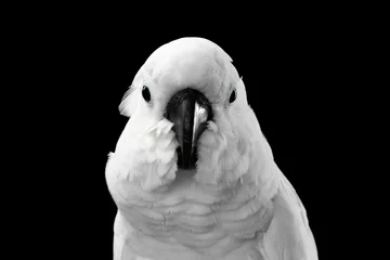  Close-up Crested Cockatoo White alba, Umbrella, Funny Looking in Camera, Indonesia, isolated on Black Background © seregraff