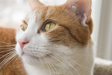 Ginger and white cat
