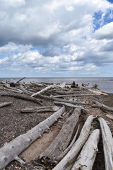 Drift wood along the Lake Superior shore