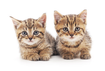 Fototapeta na wymiar Two kittens.