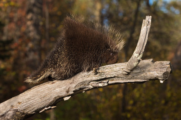 Porcupine (Erethizon dorsatum) Clambers Up Branch