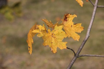 autumn maple leaves