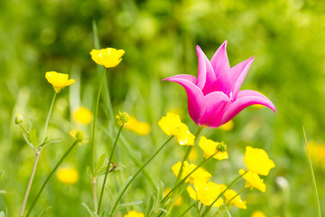 Tulipano