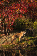 Coyote (Canis latrans) Howls on Shoreline